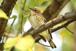 YellowRumpedWarbler_5771