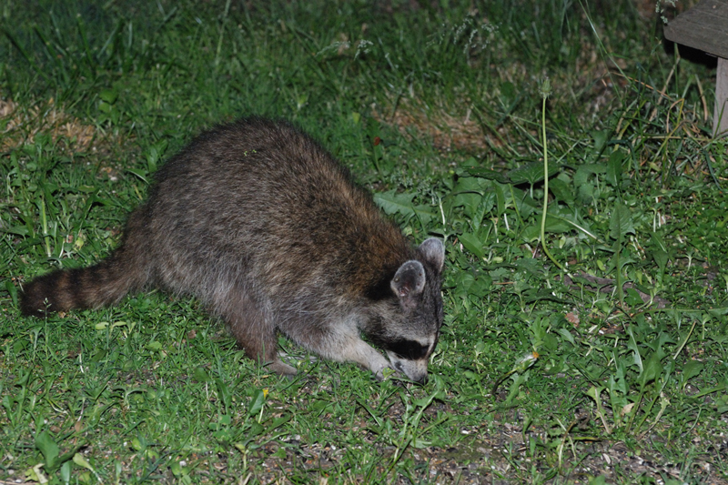 Raccoon_3501