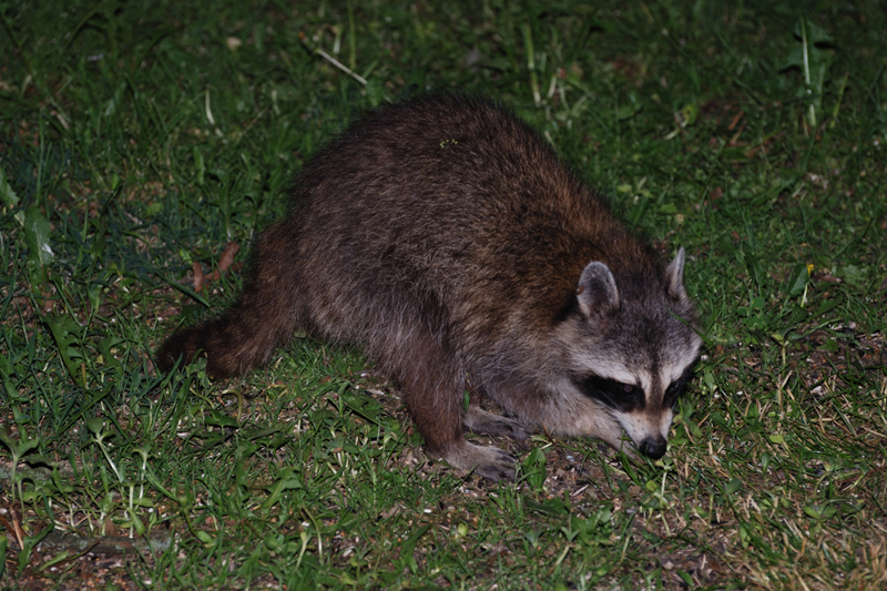 Raccoon_3538