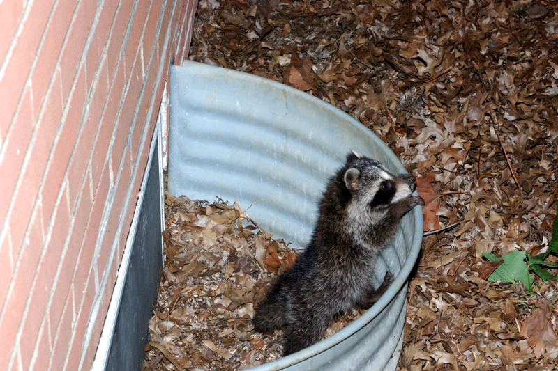 Raccoon_6602_Baby