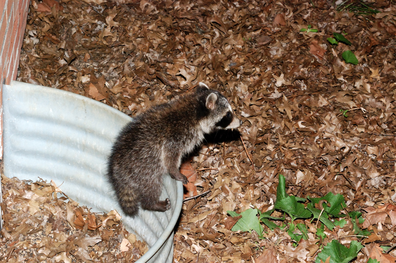 Raccoon_6604_Baby