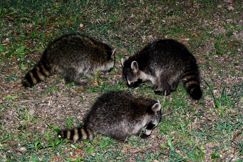 Raccoon_6653_3Babies