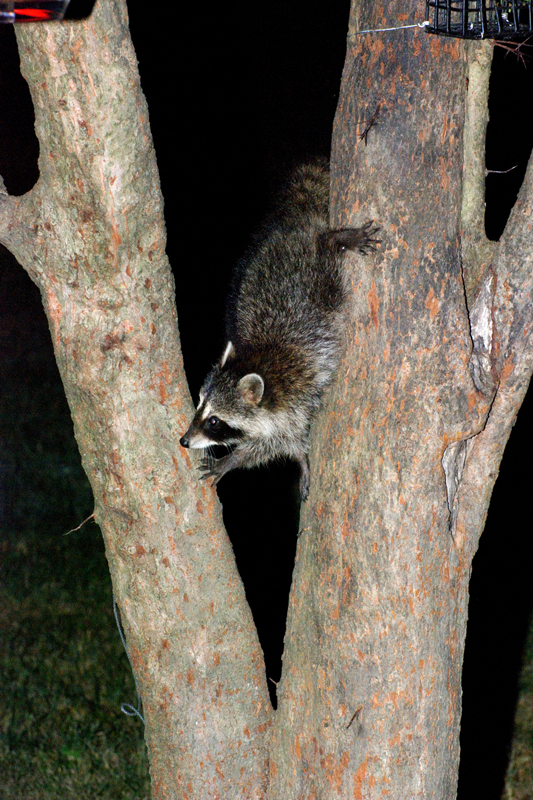 Raccoon_6665_Baby