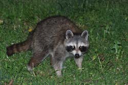 Raccoon_3477