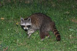 Raccoon_3518