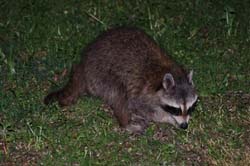 Raccoon_3538