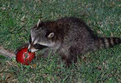 Raccoon_7061_Apple