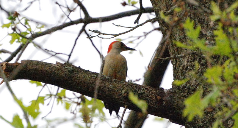 RedBelliedWoodpecker_2164a