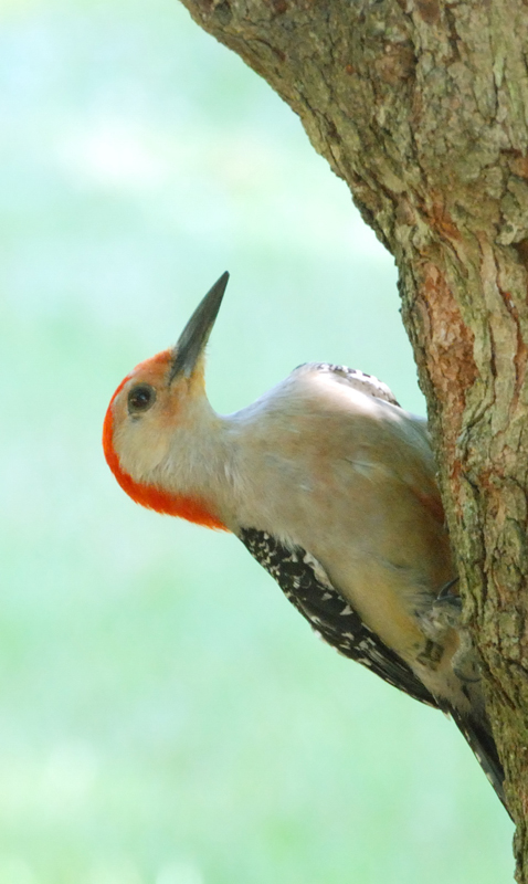 RedBelliedWoodpecker_4648