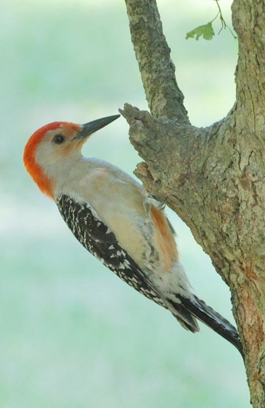 RedBelliedWoodpecker_4681