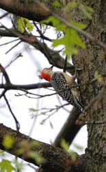 RedBelliedWoodpecker_2177a