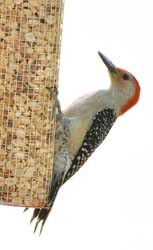 RedBelliedWoodpecker_4663