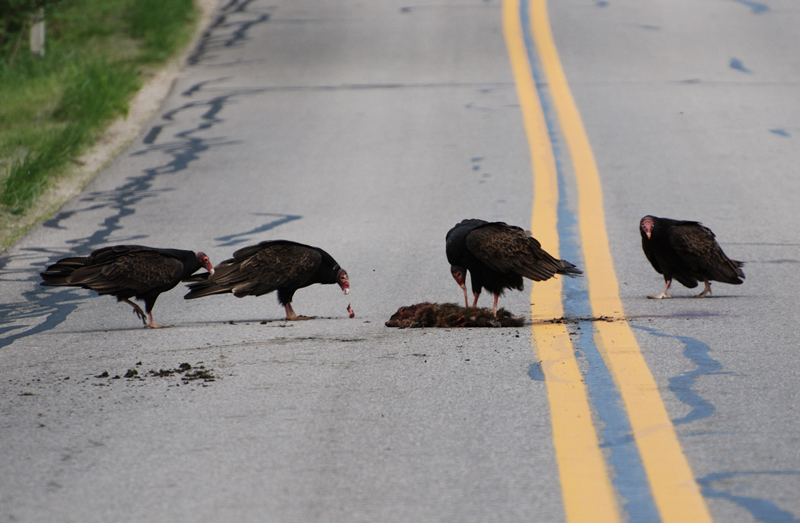 TurkeyVulture_1948a