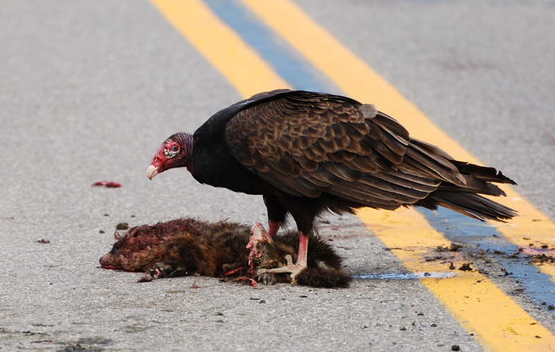 TurkeyVulture_2021a