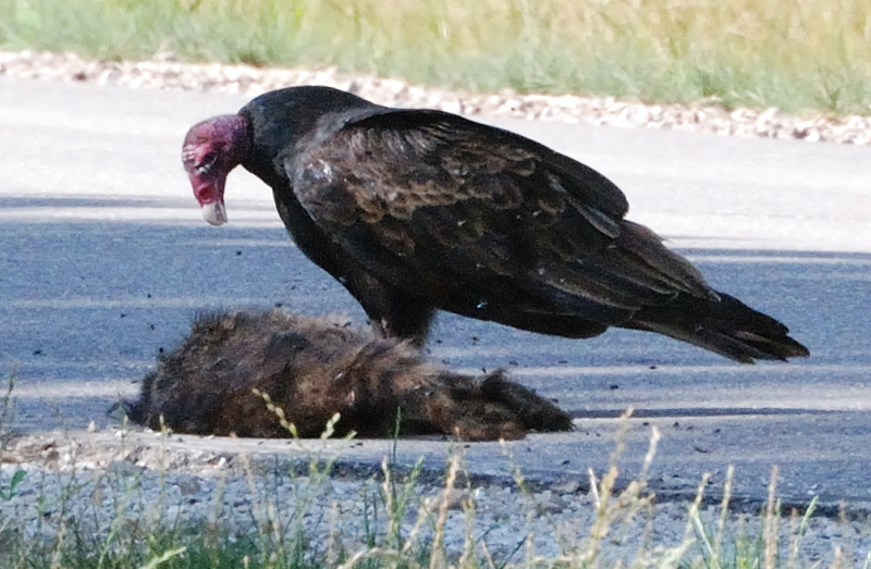 TurkeyVulture_7288