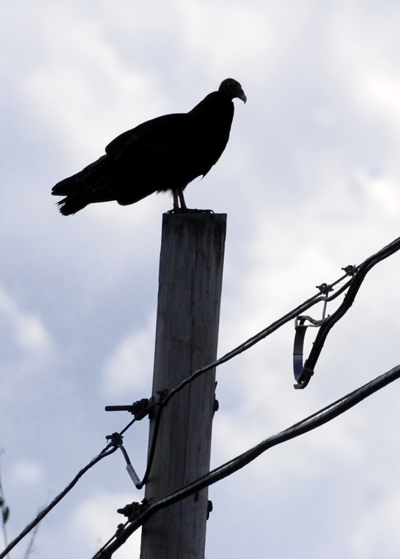 TurkeyVulture_8807